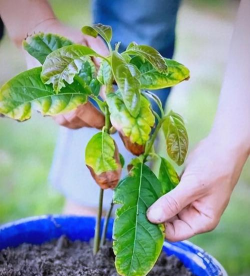 家庭养花用生根粉