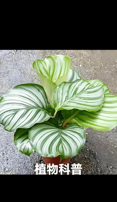 苹果竹芋是什么植物