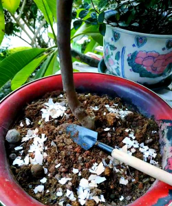 家庭养花用生根粉