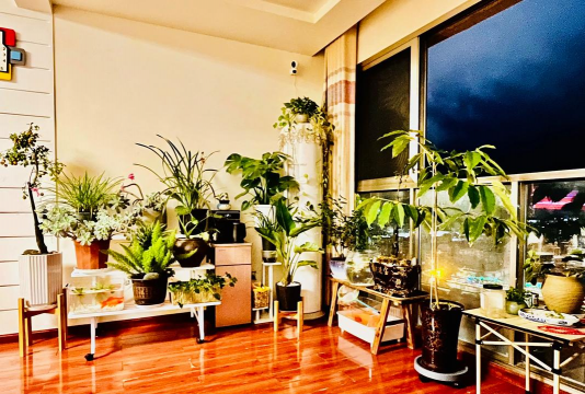 家庭养花用生根粉