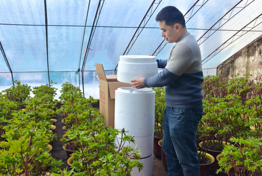 家庭养花用生根粉