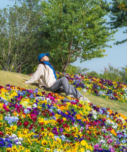 玫瑰花怎么养才不会枯萎，掌握浇水施肥技巧，轻松延长花期