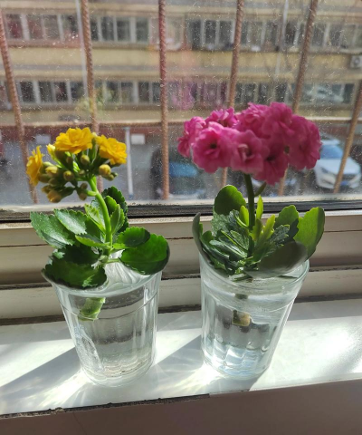 无土栽培技术，突破土壤限制，开启高效种植新篇章