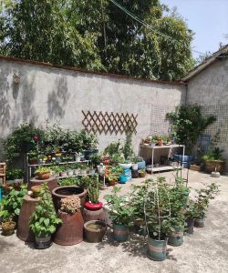 别墅园林绿化设计，打造私密空间，提升居住品质