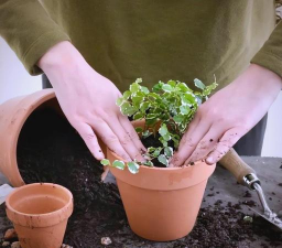 别墅园林绿化设计，打造私密空间，提升居住品质