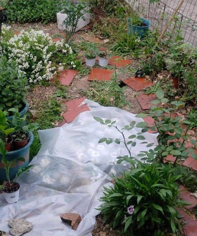 柿树虫病防治，识别常见虫害，掌握有效方法