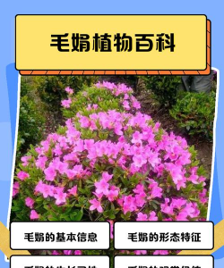 毛娟花什么科