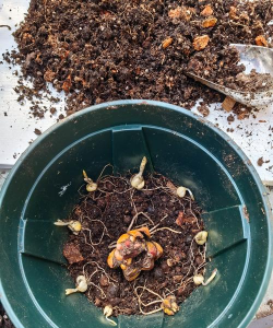 家庭养花用生根粉