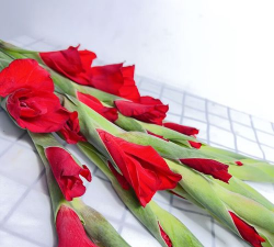 柿树虫病防治，识别常见虫害，掌握有效方法