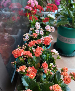 柿树虫病防治，识别常见虫害，掌握有效方法