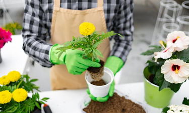 柿树虫病防治，识别常见虫害，掌握有效方法