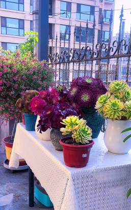 葡萄栽培，掌握关键技术，实现优质丰产