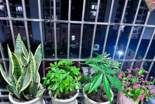 玫瑰花怎么养才不会枯萎，掌握浇水施肥技巧，轻松延长花期