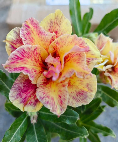 玫瑰花怎么养才不会枯萎，掌握浇水施肥技巧，轻松延长花期