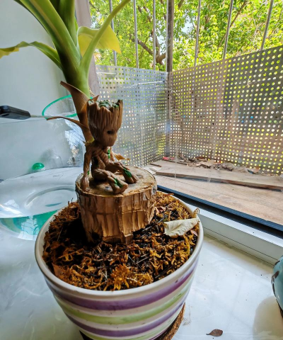 芍药花怎么养，掌握关键要点，花开更鲜艳