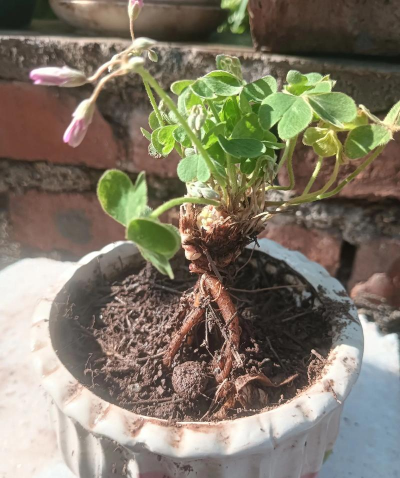 芍药花怎么养，掌握关键要点，花开更鲜艳