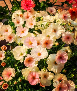 葡萄栽培，掌握关键技术，实现优质丰产