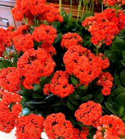 海棠花的栽培，选对品种很关键，掌握技巧不费力