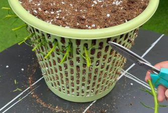 家庭养花用生根粉