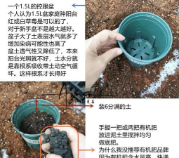 容器育苗的正确施肥方法 容器育苗的正确施肥方法