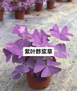 无土栽培技术，突破土壤限制，开启高效种植新篇章