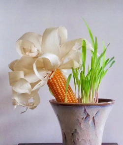 无土栽培技术，突破土壤限制，开启高效种植新篇章