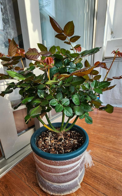 无土栽培技术，突破土壤限制，开启高效种植新篇章