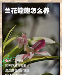 柿树虫病防治，识别常见虫害，掌握有效方法