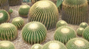 无土栽培技术，突破土壤限制，开启高效种植新篇章