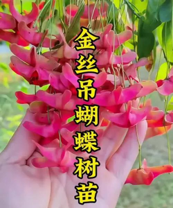 栀子花怎么养，掌握浇水技巧，避免黄叶掉苞