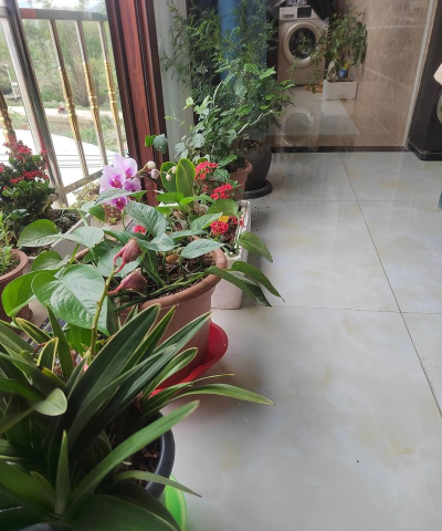 葡萄栽培，掌握关键技术，实现优质丰产