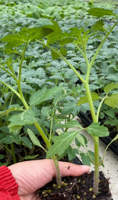 无土栽培技术，突破土壤限制，开启高效种植新篇章