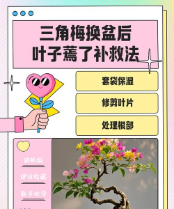 无土栽培技术，突破土壤限制，开启高效种植新篇章