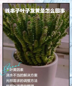 栀子花怎么养，掌握浇水技巧，避免黄叶掉苞