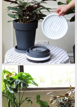 栀子花怎么养，掌握浇水技巧，避免黄叶掉苞