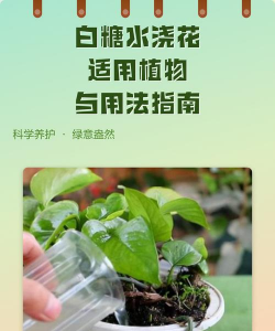 栀子花怎么养，掌握浇水技巧，避免黄叶掉苞