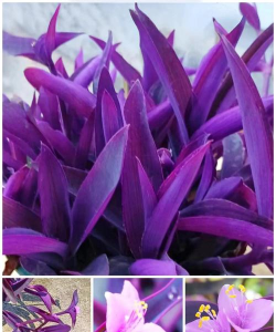 栀子花怎么养，掌握浇水技巧，避免黄叶掉苞