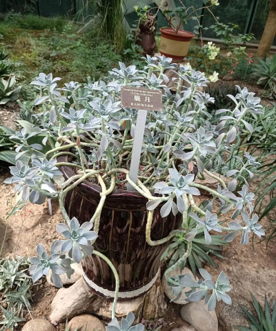 栀子花怎么养，掌握浇水技巧，避免黄叶掉苞