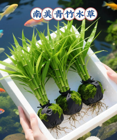 鱼缸养花要用什么水草