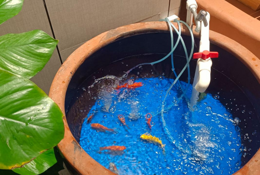 家庭养花用生根粉