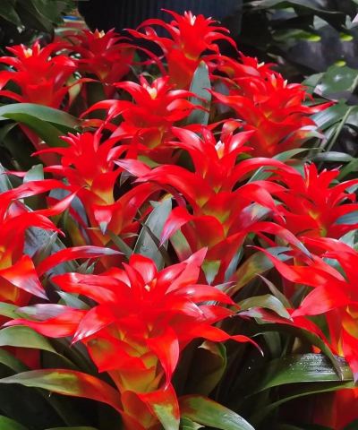 无土栽培技术，突破土壤限制，开启高效种植新篇章