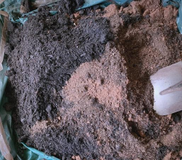 栀子花怎么养，掌握浇水技巧，避免黄叶掉苞