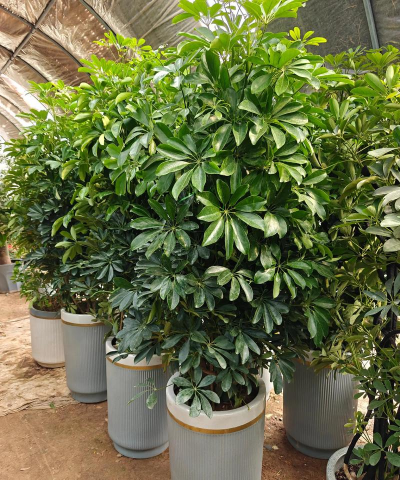 无土栽培技术，突破土壤限制，开启高效种植新篇章