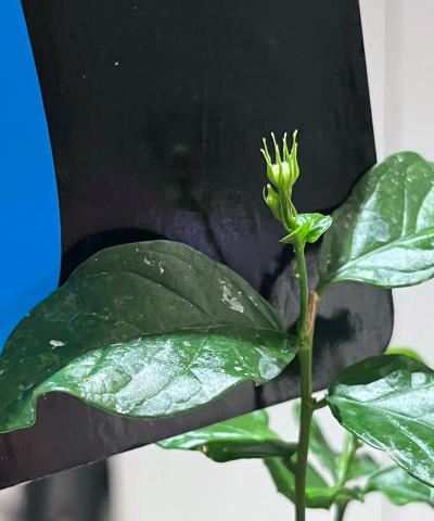 栽培的意思，核心概念，通俗理解