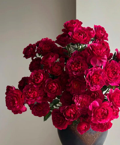 无土栽培技术，突破土壤限制，开启高效种植新篇章