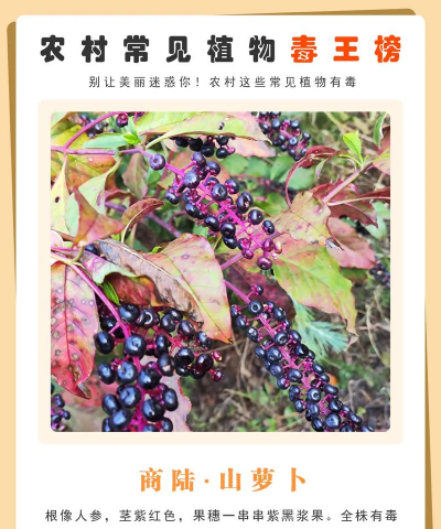 兰草花怎么养，掌握关键技巧，轻松培育美丽花朵