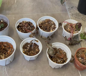 兰草花怎么养，掌握关键技巧，轻松培育美丽花朵