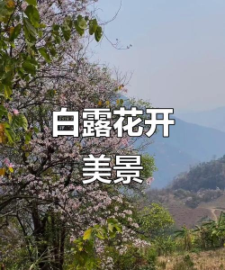 兰草花怎么养，掌握关键技巧，轻松培育美丽花朵