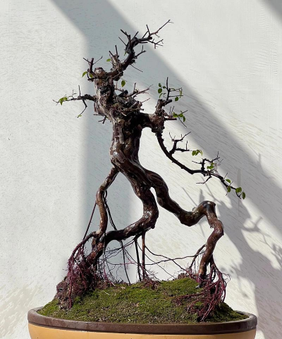 无土栽培技术，突破土壤限制，开启高效种植新篇章