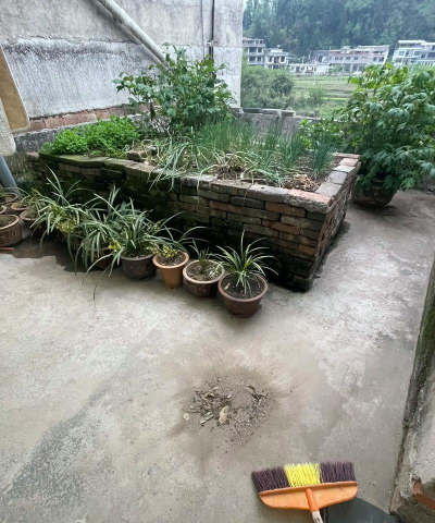 芍药花怎么养，掌握关键要点，花开更鲜艳